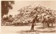 Noumea New Caledonia Flamboyant Tree In Bloom Old - Nuova Caledonia