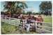 USA NAPPANEE AMISH COUNTRY~INDIANA - HORSE FARM SCENE ~ C1960s Vintage Postcard [c2508] - Otros & Sin Clasificación