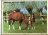 -  CALENDRIER Image Recto-Verso 1975 - Au Haras Et Taquinerie ( Tortue ) . - Formato Grande : 1971-80