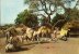 CPA-1970-NIGER-SCENES VILLAGEOISES-VILLAGES-TOUAREGS-TBE - Niger