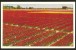 LISSE KEUKENHOF Holland Nederland 1956 - Lisse