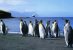 TAAF..ILE DE LA POSSESSION CROZET...MANCHOTS ROYAUX....CPM - TAAF : Terres Australes Antarctiques Françaises