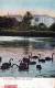 Black Swans, Torrens Lake, Adelaide SA - Posted 1907, See 2nd Scan - Adelaide