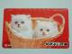 CHAT / CAT / KAT / POES ( NTT Japan ) ! - Gatos