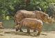 Black Rhinoceros - Nashorn - Rhinocèros Africain - Rinoceronte.  B-2440 - Rhinoceros