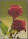 Used Picture Postcard,  Rose Flower  Czechoslovakia S Per Scan - Altri & Non Classificati