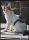 LOT OF 4 POSTCARDS GATTO Felis Silvestris Catus CAT &#35987; Katze &#1082;&#1086;&#1096;&#1082;&#1072; &#29483; &#1602;& - Gatti