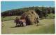 USA - HAYING TIME  - FARMING SCENE - C1960s Vintage Unused Chrome Postcard - HAY HORSE CART  [s3500] - Autres & Non Classés