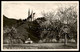 ALTE POSTKARTE JUDENDORF-STRASSENGEL WALLFAHRTSKIRCHE MARIA BEI GRAZ STEIERMARK AUSTRIA Autriche Kirschbaum Cherry Tree - Judendorf-Strassengel