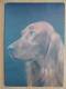 Dog  Chien  Hund  /Irland Setter 2 Scan - Hunde