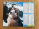 Calendrier Grand Format  1994 Lavigne  Golden Retriever Husky - Grand Format : 1991-00