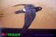 SA25-076  @  Swallow Hirondelles Zwaluwen Schwalben Golondrinas Bird , ( Postal Stationery , Articles Postaux ) - Zwaluwen