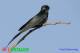 SA25-081  @  Swallow Hirondelles Zwaluwen Schwalben Golondrinas Bird , ( Postal Stationery , Articles Postaux ) - Golondrinas