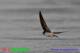 SA25-086  @  Swallow Hirondelles Zwaluwen Schwalben Golondrinas Bird , ( Postal Stationery , Articles Postaux ) - Zwaluwen