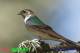 SA25-090  @  Swallow Hirondelles Zwaluwen Schwalben Golondrinas Bird , ( Postal Stationery , Articles Postaux ) - Swallows