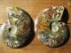 Ammonite De Madagascar, Sciée Et Polie, 20,5 Cm, 15 Cm, 4 Cm, 1,5 Kg. Décor Fougères Au Dos. - Fossils