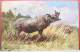 CPA RARE LITHO CHROMO Illustrateur Muller MUELLER WSSB N° 6961 IMPORT Rhinoceros Afrique TOP - Mueller, August - Munich