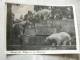 Leipzig  ZOO - Eisbären  In Der Bärenburg - Polar Bear    D82025 - Osos