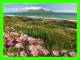 SOUTH EASTER, SOUTH AFRICA - TABLE MOUNTAIN - FLOWERS OF THE HOTTENTOT FIG - TERENCE J. McNALLY - - Afrique Du Sud