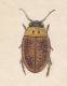 EDWARD DONOVAN´S INSECTS ENGRAVING TABLE 303 -STAMPA DA "THE NATURAL HISTORY OF INSECTS DI EDWARD DONOVAN - Stampe & Incisioni