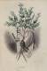 SUPERBE GRAND ( 25 X 17cm ) LITHO COLORE MAIN - LAURIER - Ch. Geoffroy (1819-1882) - édit De Conet - Litografia