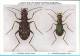 KBIN / IRSNB - Ca 1950 - Insecten Van België - Kevers - 3 - Coleoptera, Beetles, Coléoptères - Insectes