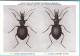 KBIN / IRSNB - Ca 1950 - Insecten Van België - Kevers - 4 - Coleoptera, Beetles, Coléoptères - Insects