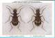 KBIN / IRSNB - Ca 1950 - Insecten Van België - Kevers - 2 - Coleoptera, Beetles, Coléoptères - Insects