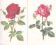 Lot De 4 Cartes Doubles Sur Le Thème Des Roses - Other & Unclassified
