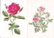 Lot De 4 Cartes  Sur Le Thème Des Roses - Other & Unclassified