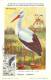 MONACO CARTE MAXIMUM  NUM.YVERT 590 OISEAUX FAUNE PROTECTION DE LA NATURE  PREMIER JOUR  12/12/62 - Maximumkaarten