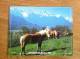 Calendrier Grand Format 1991 OLLER PARC FLEURI  CHEVAUX Photo  TRES BON ETAT - Big : 1991-00