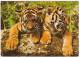 AK 3555 Junge Tiger (Panthera Tigris) - Tigers
