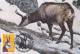 DEER,CHAMONIS,CM,CARTES MAXIMUM,MAXICARD,1995,ROMANIA - Game