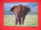 African Elephant - Tansania