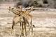 [NZ04-001  ]  Camelopardalis Giraffe  Girafe , Postal Stationery -Articles Postaux -- Postsache F - Girafes