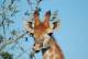 [NZ04-003  ]  Camelopardalis Giraffe  Girafe , Postal Stationery -Articles Postaux -- Postsache F - Giraffes