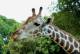 [NZ04-006  ]  Camelopardalis Giraffe  Girafe , Postal Stationery -Articles Postaux -- Postsache F - Girafes