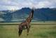 [NZ04-010 ]  Camelopardalis Giraffe  Girafe , Postal Stationery -Articles Postaux -- Postsache F - Giraffes