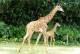[NZ04-017  ]  Camelopardalis Giraffe  Girafe , Postal Stationery -Articles Postaux -- Postsache F - Giraffes