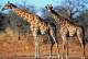 [NZ04-022  ]  Camelopardalis Giraffe  Girafe , Postal Stationery -Articles Postaux -- Postsache F - Giraffes