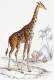 [NZ04-047   ]  Camelopardalis Giraffe  Girafe , Postal Stationery -Articles Postaux -- Postsache F - Giraffes