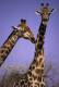 [NZ04-050   ]  Camelopardalis Giraffe  Girafe , Postal Stationery -Articles Postaux -- Postsache F - Jirafas