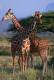 [NZ04-051   ]  Camelopardalis Giraffe  Girafe , Postal Stationery -Articles Postaux -- Postsache F - Girafes