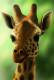 [NZ04-054   ]  Camelopardalis Giraffe  Girafe , Postal Stationery -Articles Postaux -- Postsache F - Giraffes