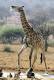 [NZ04-055   ]  Camelopardalis Giraffe  Girafe , Postal Stationery -Articles Postaux -- Postsache F - Giraffes