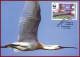 Romania 2006 - Danube Delta Wading Birds 4 FDI Maxicards, Ibis WWF Maximum Cards, FDC - Cigognes & échassiers