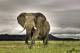 SA31-038  @    Elephant  , Postal Stationery -Articles Postaux -- Postsache F - Elefanten
