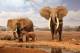 SA31-041  @    Elephant  , Postal Stationery -Articles Postaux -- Postsache F - Elefanten