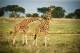 SA31-044  @    Giraffe  , Postal Stationery -Articles Postaux -- Postsache F - Giraffes